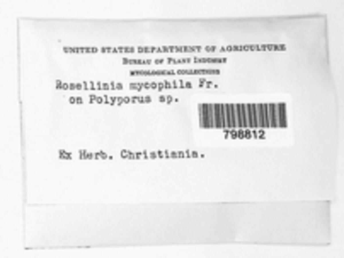 Rosellinia mycophila image